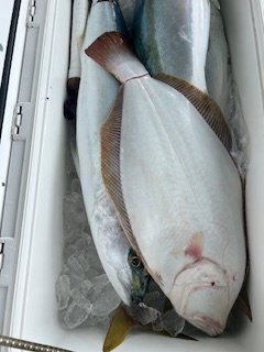 ヒラマサ・ヒラメ