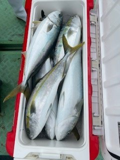 ブリ・ヒラマサ