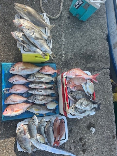 マダイ・クロダイ・カイワリ・イサキ・タチウオ・ウスバハギ