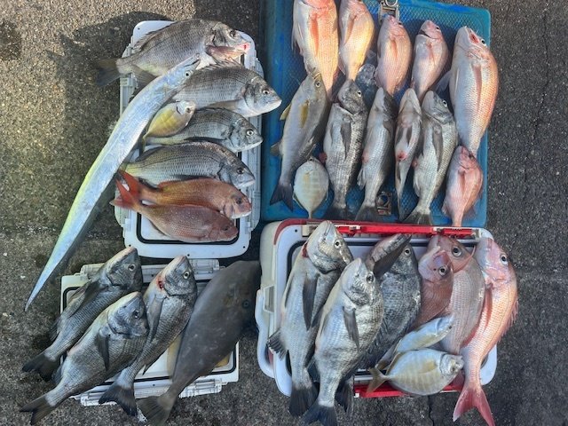 マダイ・クロダイ・カイワリ・イサキ・タチウオ・ウスバハギ