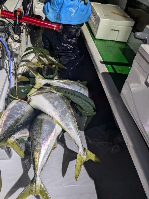 ブリ・ワラサ(ブリ)