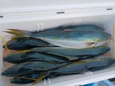 ヤズ(ブリ)・ヒラマサ