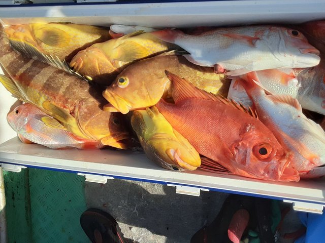 レンコ(キダイ)・アオナ(アオハタ)・チカメキントキ