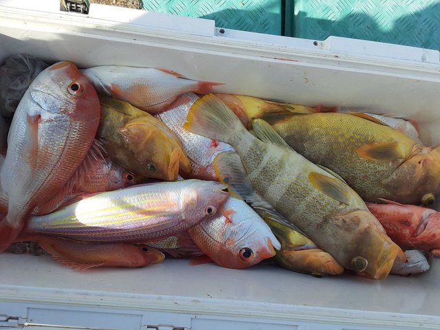 レンコ(キダイ)・アオナ(アオハタ)・イトヨリ(イトヨリダイ)