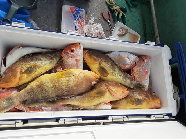 レンコ(キダイ)・アオナ(アオハタ)