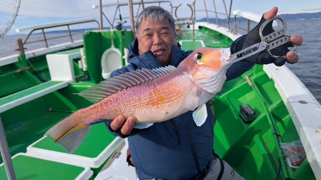 アマダイ(アカアマダイ)