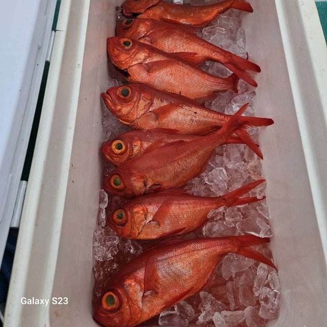 キンメ(キンメダイ)