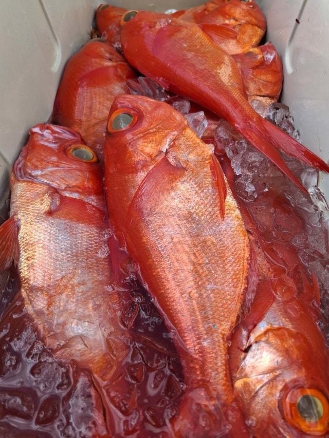 キンメ(キンメダイ)