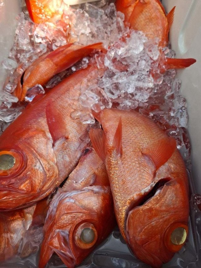 キンメ(キンメダイ)