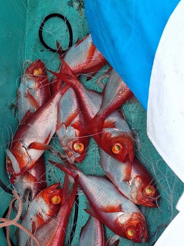 キンメ(キンメダイ)