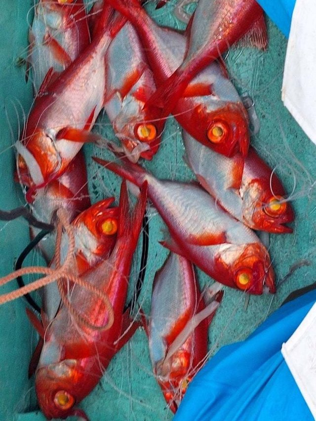 キンメ(キンメダイ)