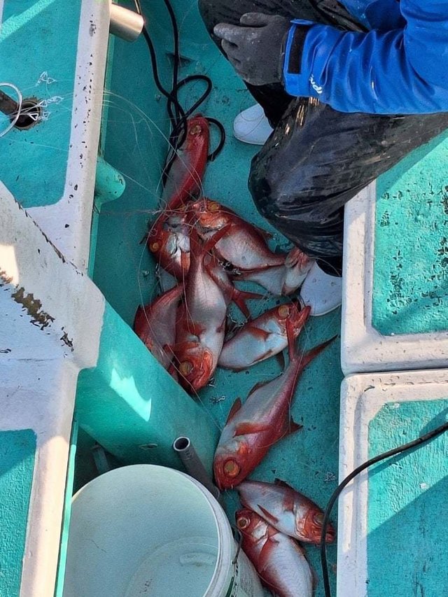 キンメ(キンメダイ)