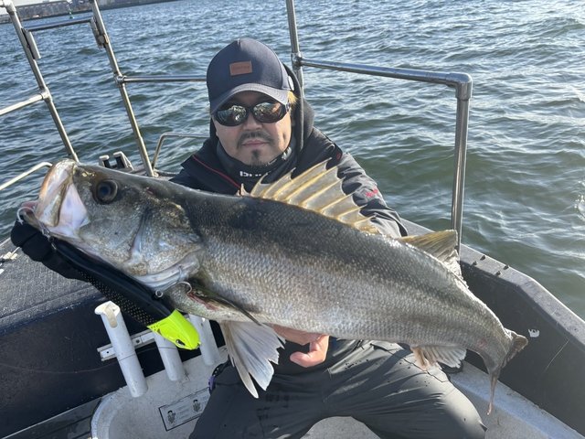 シーバス(スズキ)