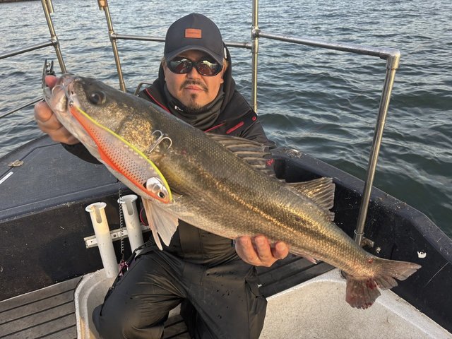 シーバス(スズキ)