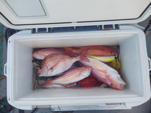 マダイ・イトヨリ(イトヨリダイ)