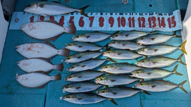 ハマチ(ブリ)・コチ(マゴチ)・ヒラメ