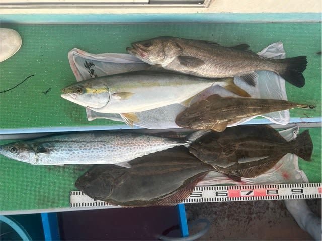 スズキ・ハマチ(ブリ)・サワラ・マゴチ・ヒラメ