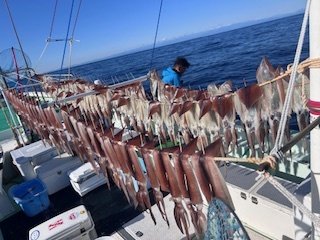 スルメ(スルメイカ)