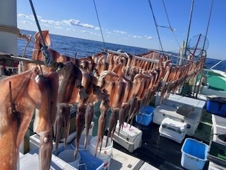 スルメ(スルメイカ)