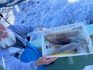 スルメ(スルメイカ)