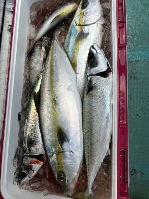 メジロ(ブリ)・サバ(ゴマサバ)