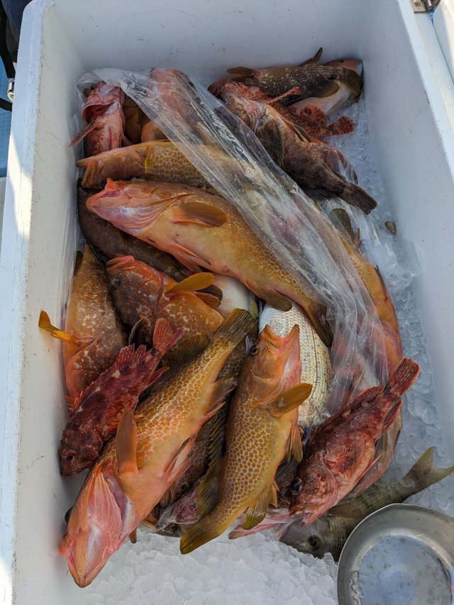 タイ(マダイ)・キジハタ・アラカブ(カサゴ)