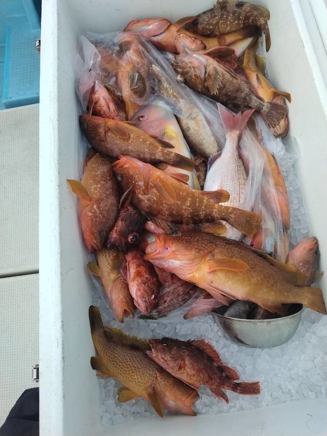 タイ(マダイ)・キジハタ・メイチダイ・イラ・アラカブ(カサゴ)