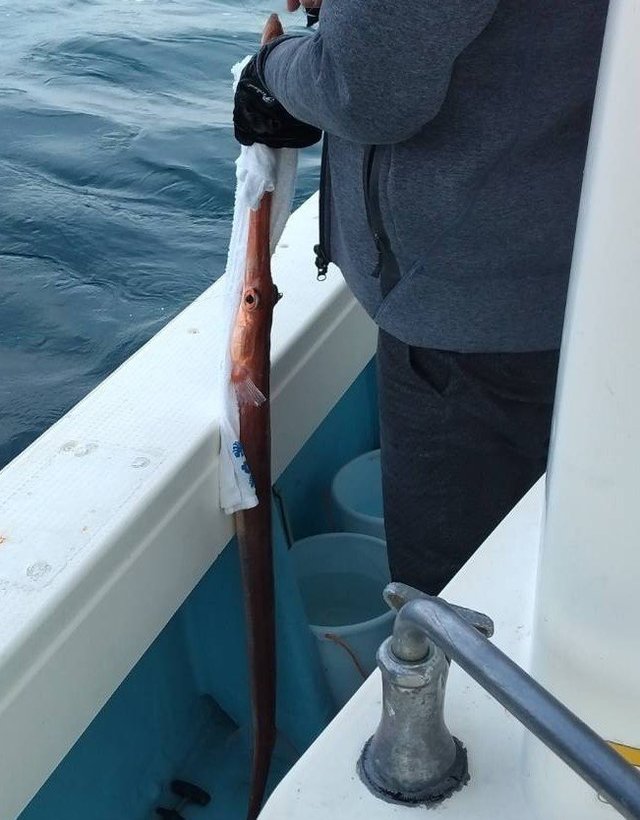 ヤガラ(アカヤガラ)