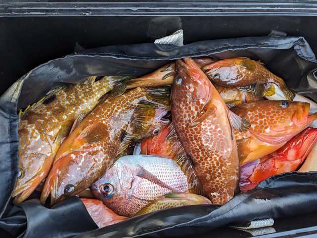 マダイ・キジハタ