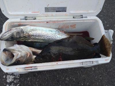 スズキ・サワラ・ヒラメ