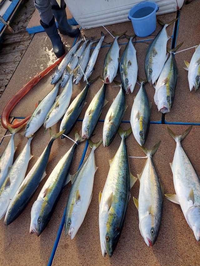 ヒラス(ヒラマサ)・アカヤガラ