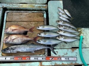 マダイ・マアジ・マサバ・サワラ