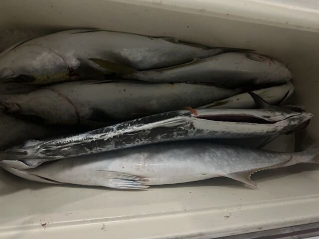 ヒラス(ヒラマサ)