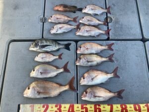 マダイ・ハナダイ(チダイ)・クロダイ・キジハタ