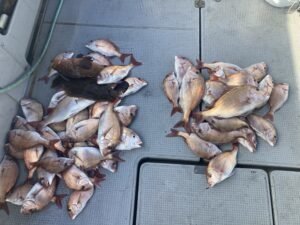 マダイ・ハナダイ(チダイ)・キジハタ・ヒラメ