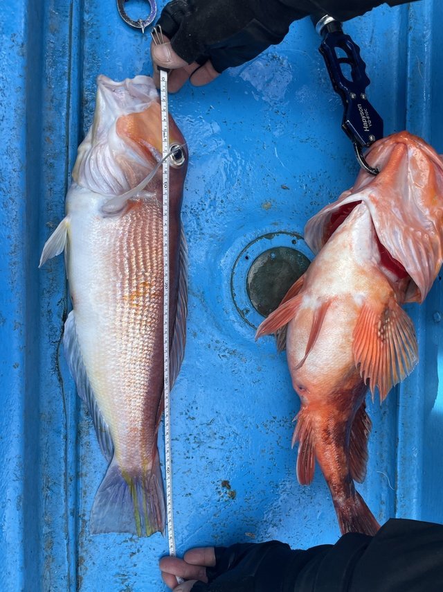 アマダイ(アカアマダイ)・ウッカリカサゴ