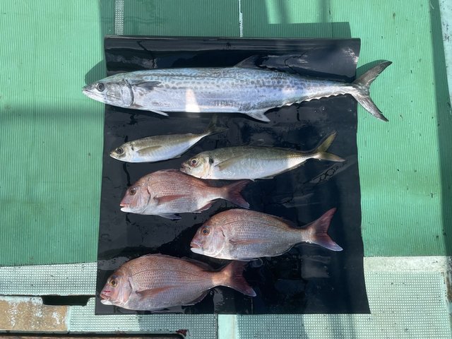 マダイ・マアジ・サワラ