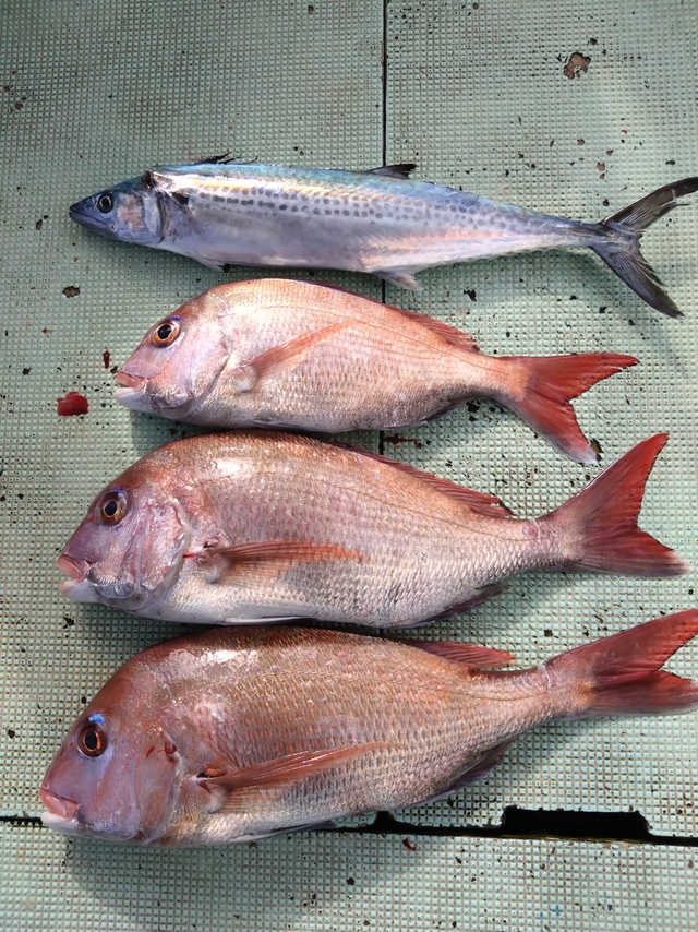 タイ(マダイ)・サゴシ(サワラ)