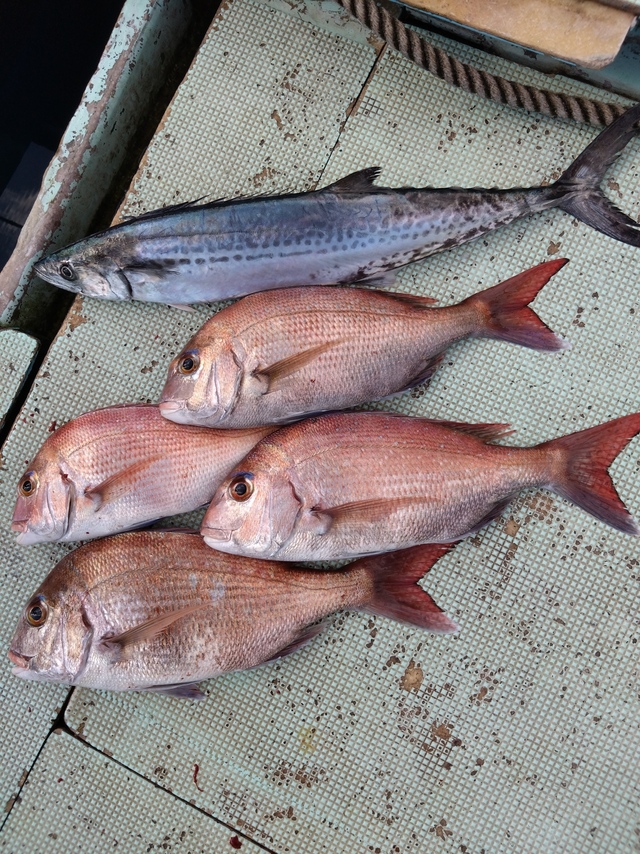 タイ(マダイ)・サゴシ(サワラ)