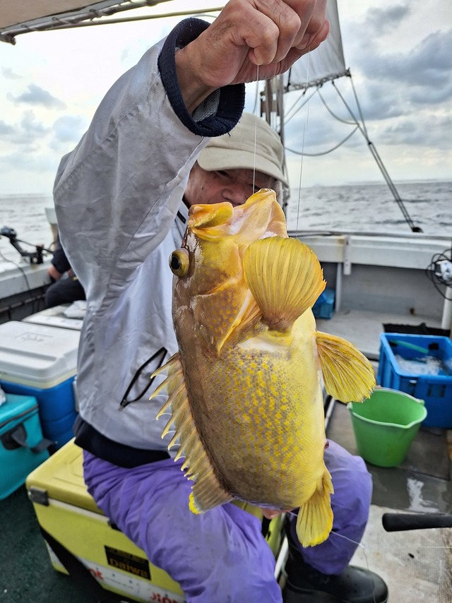 アオナ(アオハタ)