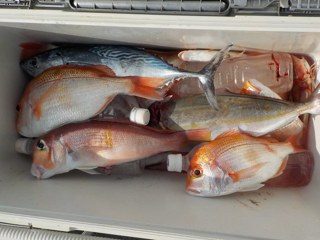 アマダイ(アカアマダイ)