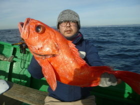 ベニアコウ(オオサガ)