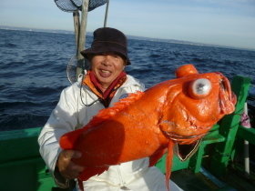 ベニアコウ(オオサガ)