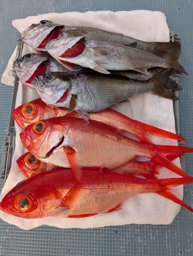 クロムツ・キンメダイ