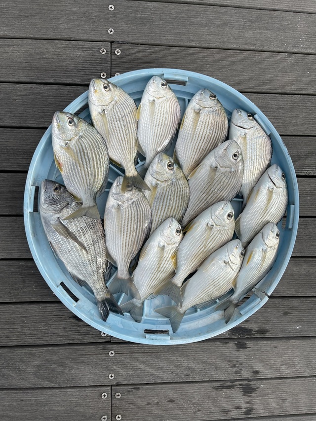 クロダイ・ヘダイ