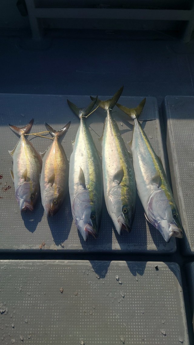 ヤズ(ブリ)・ネリゴ(カンパチ)