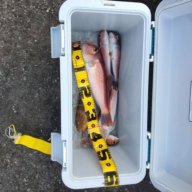 アオハタ・アマダイ(アカアマダイ)