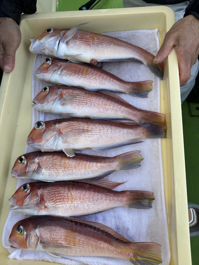 アマダイ(アカアマダイ)