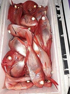 キンメ(キンメダイ)