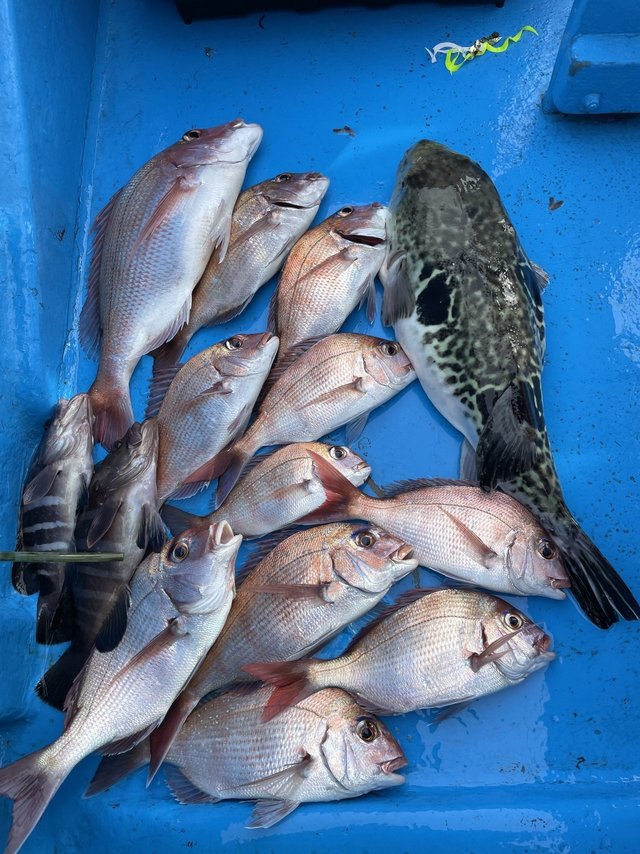 マダイ・マハタ・マゾイ(キツネメバル)・トラフグ